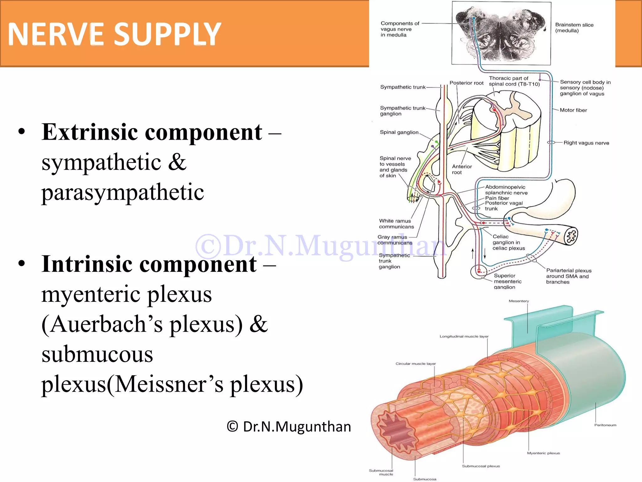 NERVE SUPPLY
• Extrinsic component –
sympathetic &
parasympathetic
• Intrinsic component –
myenteric plexus
(Auerbach’s plexus) &
submucous
plexus(Meissner’s plexus)
© Dr.N.Mugunthan
©Dr.N.Mugunthan
 