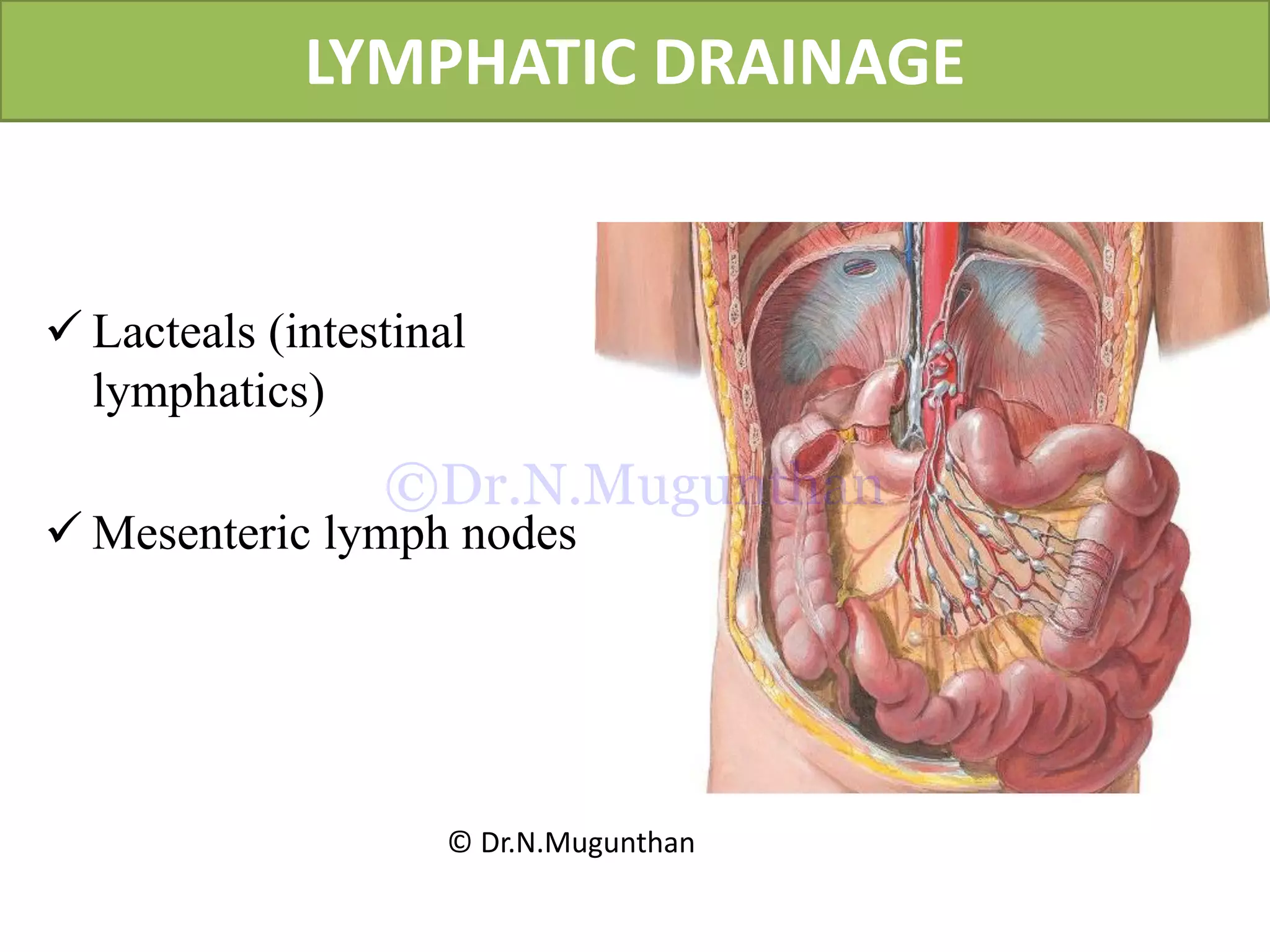 LYMPHATIC DRAINAGE
 Lacteals (intestinal
lymphatics)
 Mesenteric lymph nodes
© Dr.N.Mugunthan
©Dr.N.Mugunthan
 