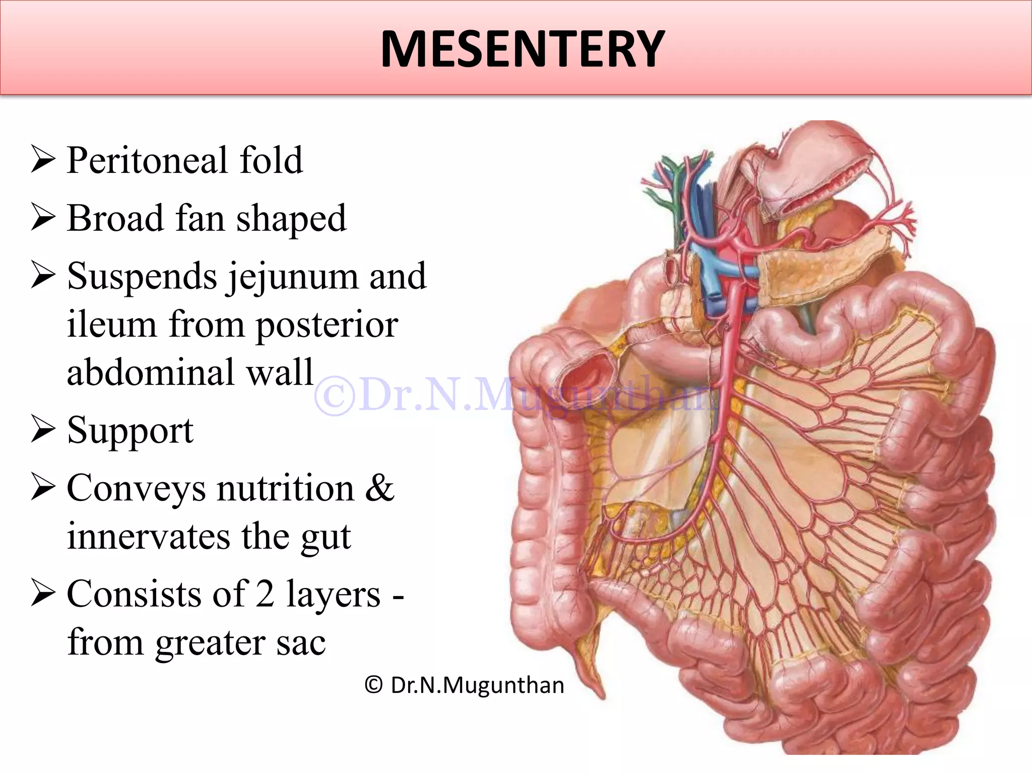 MESENTERY
 Peritoneal fold
 Broad fan shaped
 Suspends jejunum and
ileum from posterior
abdominal wall
 Support
 Conveys nutrition &
innervates the gut
 Consists of 2 layers -
from greater sac
© Dr.N.Mugunthan
©Dr.N.Mugunthan
 