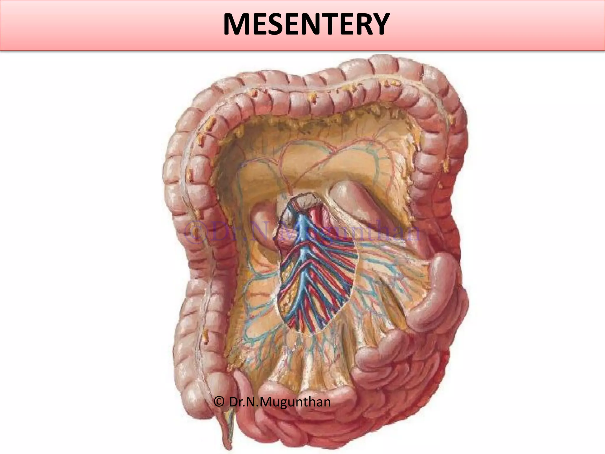 MESENTERY
© Dr.N.Mugunthan
©Dr.N.Mugunthan
 