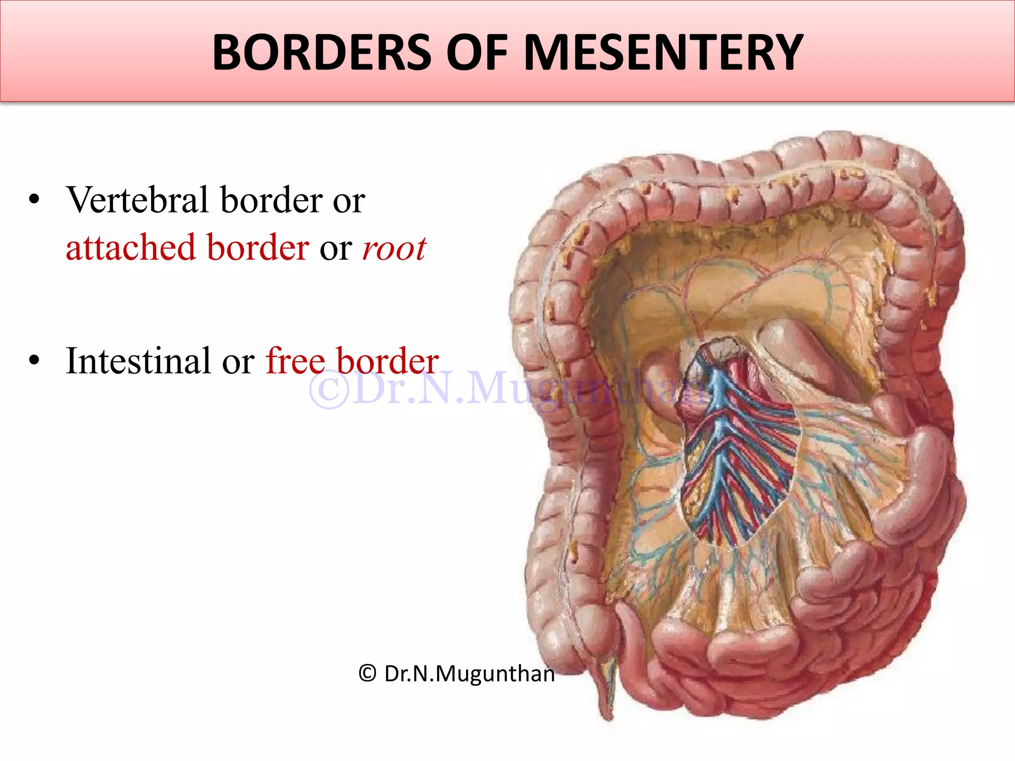 BORDERS OF MESENTERY
• Vertebral border or
attached border or root
• Intestinal or free border
© Dr.N.Mugunthan
©Dr.N.Mugunthan
 