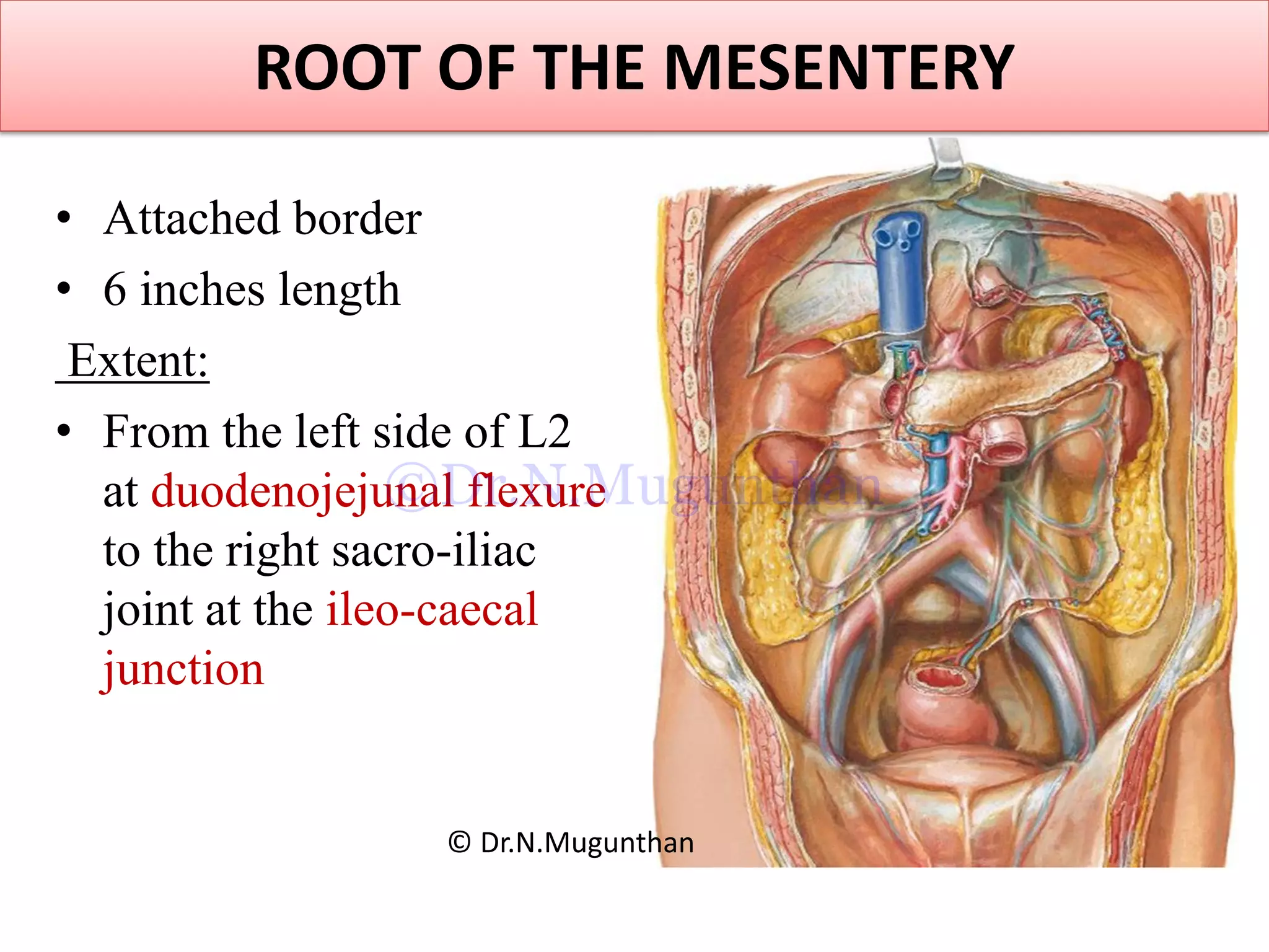 ROOT OF THE MESENTERY
• Attached border
• 6 inches length
Extent:
• From the left side of L2
at duodenojejunal flexure
to the right sacro-iliac
joint at the ileo-caecal
junction
© Dr.N.Mugunthan
©Dr.N.Mugunthan
 