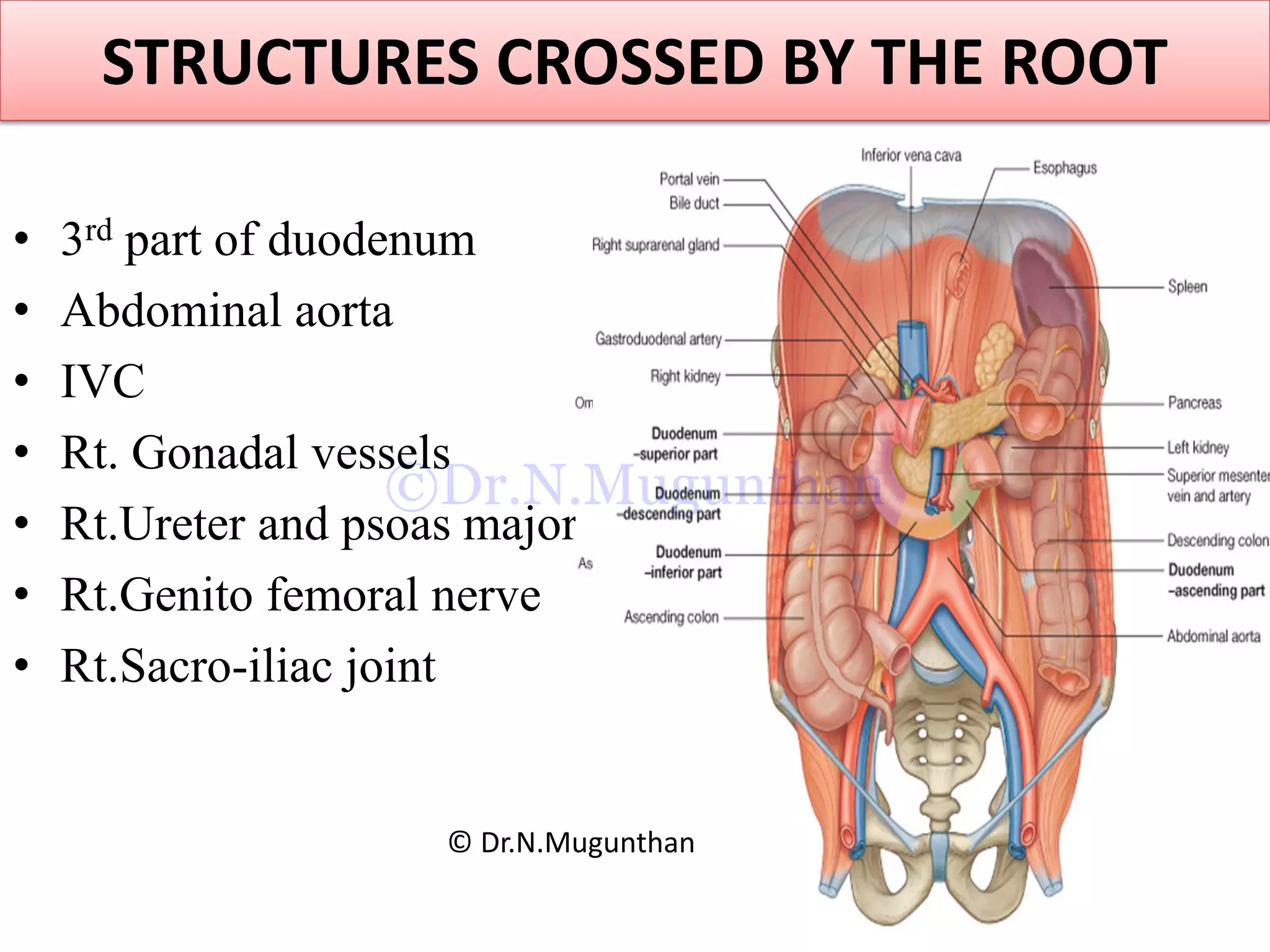 STRUCTURES CROSSED BY THE ROOT
• 3rd part of duodenum
• Abdominal aorta
• IVC
• Rt. Gonadal vessels
• Rt.Ureter and psoas major
• Rt.Genito femoral nerve
• Rt.Sacro-iliac joint
© Dr.N.Mugunthan
©Dr.N.Mugunthan
 