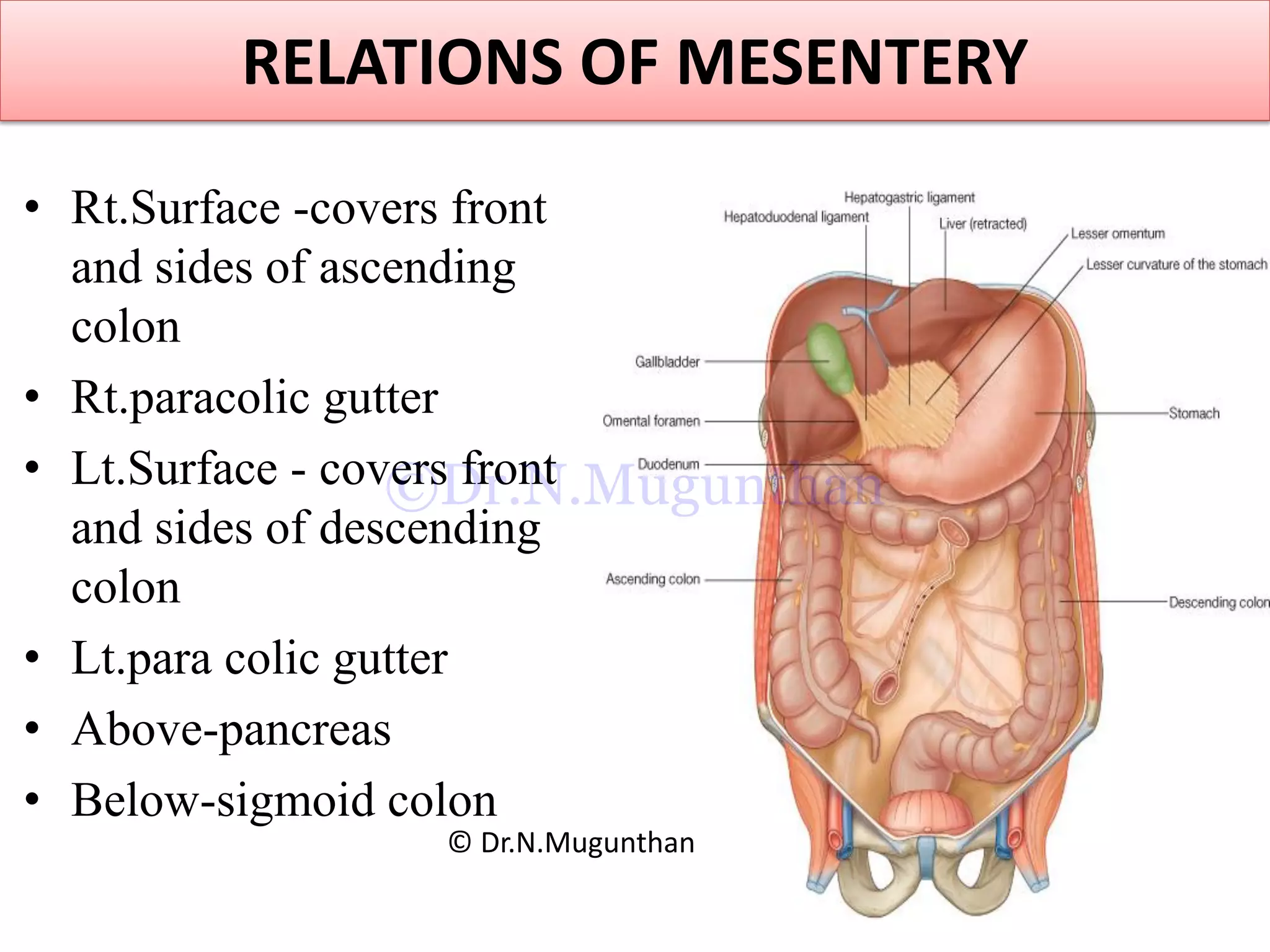 RELATIONS OF MESENTERY
• Rt.Surface -covers front
and sides of ascending
colon
• Rt.paracolic gutter
• Lt.Surface - covers front
and sides of descending
colon
• Lt.para colic gutter
• Above-pancreas
• Below-sigmoid colon
© Dr.N.Mugunthan
©Dr.N.Mugunthan
 