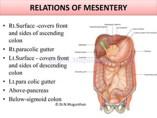 Mesentery, jejunum, ileum & superior mesenteric artery -PDF Lecture ...