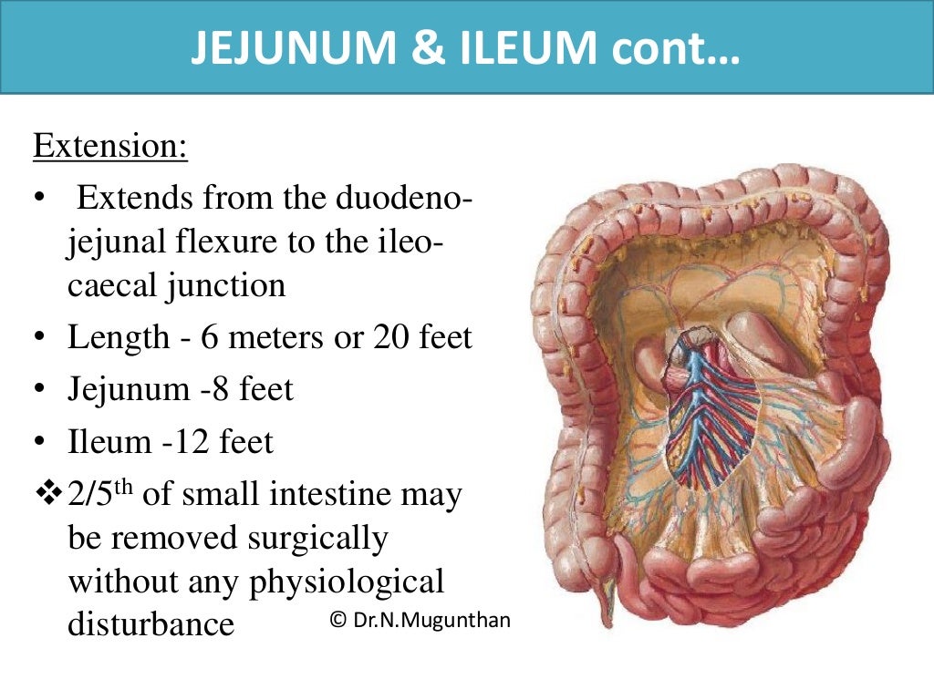 Mesentery, jejunum, ileum & superior mesenteric artery PDF Lecture N…