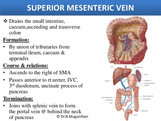 Mesentery, jejunum, ileum & superior mesenteric artery -PDF Lecture N…