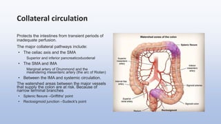 Collateral circulation
Protects the intestines from transient periods of
inadequate perfusion.
The major collateral pathways include:
• The celiac axis and the SMA
Superior and inferior pancreaticoduodenal
• The SMA and IMA
Marginal artery of Drummond and the
meandering mesenteric artery (the arc of Riolan)
• Between the IMA and systemic circulation.
The watershed areas between the major vessels
that supply the colon are at risk. Because of
narrow terminal branches
• Splenic flexure –Griffiths' point
• Rectosigmoid junction –Sudeck's point
 