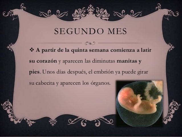Meses De Embarazo