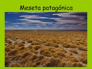 Meseta patagónica
 