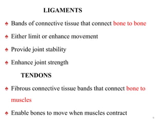 LIGAMENTS
♠ Bands of connective tissue that connect bone to bone
♠ Either limit or enhance movement
♠ Provide joint stability
♠ Enhance joint strength
TENDONS
♠ Fibrous connective tissue bands that connect bone to
muscles
♠ Enable bones to move when muscles contract
9
 