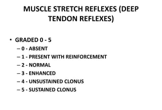 MUSCLE STRETCH REFLEXES (DEEP
TENDON REFLEXES)
• GRADED 0 - 5
– 0 - ABSENT
– 1 - PRESENT WITH REINFORCEMENT
– 2 - NORMAL
– 3 - ENHANCED
– 4 - UNSUSTAINED CLONUS
– 5 - SUSTAINED CLONUS
 