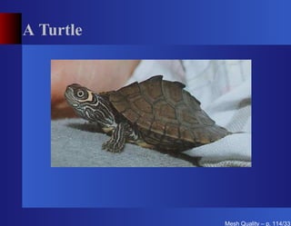 A Turtle




           Mesh Quality – p. 114/331
 