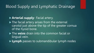 Blood Supply and Lymphatic Drainage
 Arterial supply- Facial artery.
 The facial artery arises from the external
carotid just above the tip of the greater cornua
of the hyoid bone.
 The veins drain into the common facial or
lingual vein.
 Lymph passes to submandibular lymph nodes
 