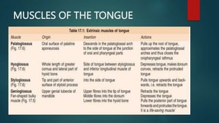 MUSCLES OF THE TONGUE
 