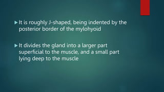  It is roughly J-shaped, being indented by the
posterior border of the mylohyoid
 It divides the gland into a larger part
superficial to the muscle, and a small part
lying deep to the muscle
 