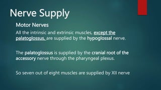 Nerve Supply
Motor Nerves
All the intrinsic and extrinsic muscles, except the
palatoglossus, are supplied by the hypoglossal nerve.
The palatoglossus is supplied by the cranial root of the
accessory nerve through the pharyngeal plexus.
So seven out of eight muscles are supplied by XII nerve
 