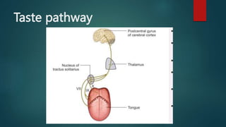 Taste pathway
 