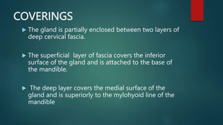 COVERINGS
 The gland is partially enclosed between two layers of
deep cervical fascia.
 The superficial layer of fascia covers the inferior
surface of the gland and is attached to the base of
the mandible.
 The deep layer covers the medial surface of the
gland and is superiorly to the mylohyoid line of the
mandible
 