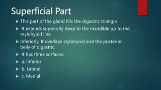 Superficial Part
 This part of the gland fills the digastric triangle.
 It extends superiorly deep to the mandible up to the
mylohyoid line.
 Inferiorly, It overlaps stylohyoid and the posterior
belly of digastric.
 It has three surfaces:
 a. Inferior
 b. Lateral
 c. Medial
 