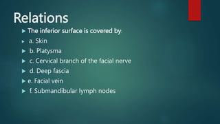 Relations
 The inferior surface is covered by:
 a. Skin
 b. Platysma
 c. Cervical branch of the facial nerve
 d. Deep fascia
 e. Facial vein
 f. Submandibular lymph nodes
 