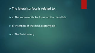  The lateral surface is related to:
 a. The submandibular fossa on the mandible
 b. Insertion of the medial pterygoid
 c. The facial artery
 
