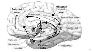MESIAL TEMPORAL ALZHEIMER DISEASE P.pptx