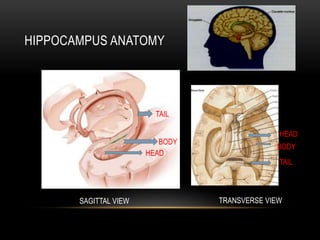 HIPPOCAMPUS ANATOMY
TAIL
BODY
HEAD
HEAD
BODY
TAIL
SAGITTAL VIEW TRANSVERSE VIEW
 