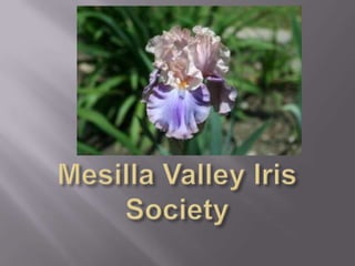 Mesilla Valley Iris Society 