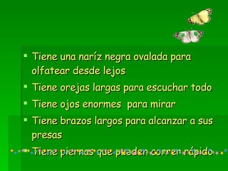 Tiene una naríz negra ovalada para olfatear desde lejos Tiene orejas largas para escuchar todo Tiene ojos enormes  para mirar  Tiene brazos largos para alcanzar a sus presas Tiene piernas que pueden correr rápido 