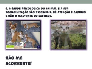 6. A saúde psicologica do animal e a sua
sociabilização são essenciais. Dê atenção e carinho
e não o maltrate ou castigue.




Não me
acorrente!
 