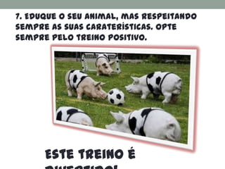 7. Eduque o seu animal, mas respeitando
sempre as suas caraterísticas. Opte
sempre pelo treino positivo.




      Este treino é
 
