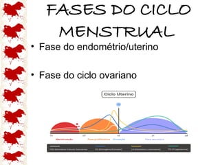 FASES DO CICLO
MENSTRUAL
• Fase do endométrio/uterino
• Fase do ciclo ovariano
 