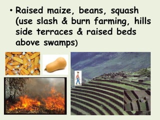 • Raised maize, beans, squash
  (use slash & burn farming, hills
  side terraces & raised beds
  above swamps)
 