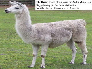 The llama: Beast of burden in the Andes Mountains 
Key advantage to the Incan civilization 
No other beasts of burden in the Americas. 
 