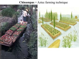 Chinampas = Aztec farming technique 
 