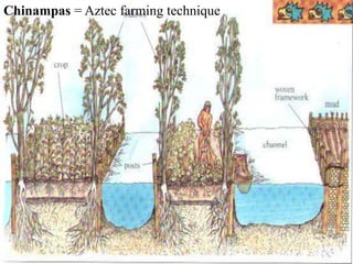 Chinampas = Aztec farming technique 
 