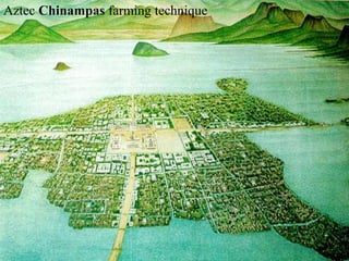 Aztec Chinampas farming technique 
 