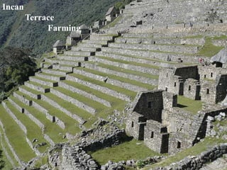 Incan 
Terrace 
Farming 
 