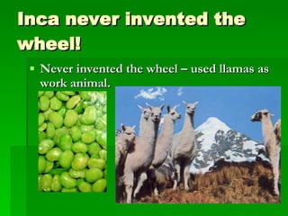 Inca never invented the wheel! Never invented the wheel – used llamas as work animal. 