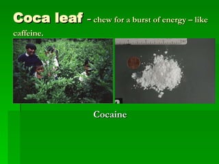 Coca leaf  -   chew for a burst of energy – like caffeine.     Cocaine 