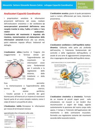 Mesociclo Settore Giovanile Novara Calcio: sviluppo Capacità Coordinative
Meso

Analizzatori Capacità Coordinative
I propriocettori veicolano le informazioni
provenienti dall’interno del corpo, mediate
dall’analizzatore cinestetico e dal vestibolare. Le
senso-percezioni provenienti dall’esterno sono
recepite tramite la vista, l’udito e il tatto e i loro
relativi
analizzatori.
L’analizzatore del movimento è deputato alla
ricezione, memorizzazione ed elaborazione delle
informazioni sensoriali. Grazie alla sua attività,
potrà elaborare risposte efficaci. Vediamoli nel
dettaglio.
L’analizzatore ottico. L’occhio è l’organo che
maggiormente
ci
fornisce
stimoli
per
l’apprendimento dei
movimenti.
Le
informazioni
visive
sono
fondamentali
per il controllo e la
regolazione
delle
distanze,
delle
traiettorie e delle
direzioni.
Esso
permette:
- la memorizzazione e l’apprendimento della
tecnica
degli
esercizi;
la
visione
periferica;
- l’analisi parziale e il controllo dei gesti
biomeccanici all’interno di un insieme di movimenti
facenti parte di un unico compito motorio, come il
colpo di testa in una partita di calcio.
L’Analizzatore tattile. Percepisce le informazioni
per mezzo di terminazioni nervose
specializzate che si trovano sulla cute.

Enrico
Mordillo

L’analizzatore acustico, grazie al quale percepiamo
suoni e rumori, differenziati per tono, intensità e
provenienza.

L’analizzatore vestibolare o dell’equilibrio staticodinamico. Collocato nella parte più profonda
dell’orecchio, è l’elemento fondamentale del
controllo e della regolazione dell’equilibrio; si
avvale di una serie di aggiustamenti compensatori,
che si oppongono alla perdita dell’equilibrio stesso.

L’analizzatore cinestetico o cinestesico. Formato
da un insieme di piccoli organi posti
nelle
articolazioni, nei muscoli e nei tendini (fusi
neuromuscolari e organi del Golgi), segnala
costantemente la posizione del nostro corpo nello
spazio, il tempo e l’intensità dell’applicazione del
movimento e della contrazione muscolare.
Permette una regolazione costante dei movimenti
secondo delle necessità motorie.

 