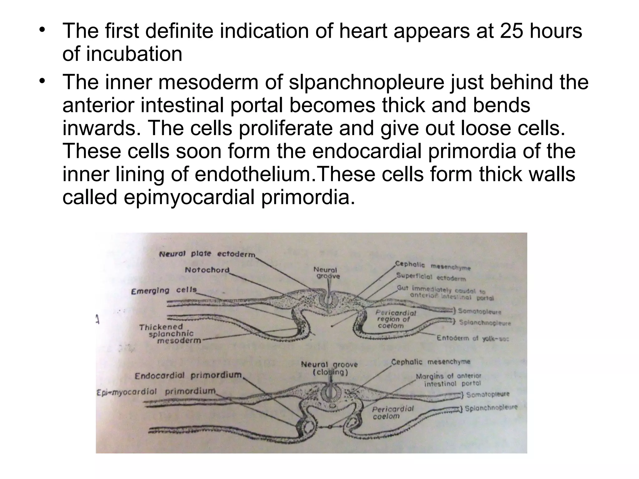 • The first definite indication of heart appears at 25 hours
of incubation
• The inner mesoderm of slpanchnopleure just behind the
anterior intestinal portal becomes thick and bends
inwards. The cells proliferate and give out loose cells.
These cells soon form the endocardial primordia of the
inner lining of endothelium.These cells form thick walls
called epimyocardial primordia.
 