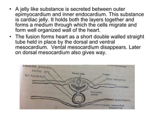 • A jelly like substance is secreted between outer
epimyocardium and inner endocardium. This substance
is cardiac jelly. It holds both the layers together and
forms a medium through which the cells migrate and
form well organized wall of the heart.
• The fusion forms heart as a short double walled straight
tube held in place by the dorsal and ventral
mesocardium. Vental mesocardium disappears. Later
on dorsal mesocardium also gives way.
 