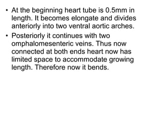 • At the beginning heart tube is 0.5mm in
length. It becomes elongate and divides
anteriorly into two ventral aortic arches.
• Posteriorly it continues with two
omphalomesenteric veins. Thus now
connected at both ends heart now has
limited space to accommodate growing
length. Therefore now it bends.
 
