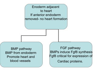 Enoderm adjacent
to heart
If anterior endoderm
removed- no heart formation
BMP pathway
BMP from endoderm
Promote heart and
blood vessels
FGF pathway
BMPs induce Fgf8 synthesis
Fgf8 critical for expression of
Cardiac proteins.
 