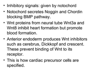 • Inhibitory signals: given by notochord
• Notochord secretes Noggin and Chordin
blocking BMP pathway.
• Wnt proteins from neural tube Wnt3a and
Wnt8 inhibit heart formation but promote
blood formation.
• Anterior endoderm produces Wnt inhibitors
such as cerebrus, Dickkopf and crescent.
These prevent binding of Wnt to its
receptor.
• This is how cardiac precursor cells are
specified.
 