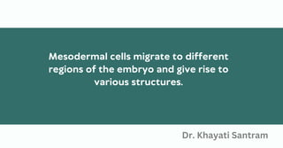 Mesodermal cells migrate to different
regions of the embryo and give rise to
various structures.
Dr. Khayati Santram
 