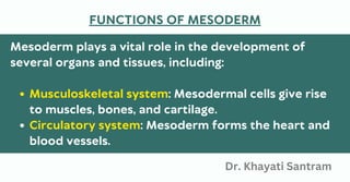 Musculoskeletal system: Mesodermal cells give rise
to muscles, bones, and cartilage.
Circulatory system: Mesoderm forms the heart and
blood vessels.
Mesoderm plays a vital role in the development of
several organs and tissues, including:
FUNCTIONS OF MESODERM
Dr. Khayati Santram
 