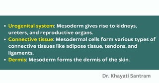 Urogenital system: Mesoderm gives rise to kidneys,
ureters, and reproductive organs.
Connective tissue: Mesodermal cells form various types of
connective tissues like adipose tissue, tendons, and
ligaments.
Dermis: Mesoderm forms the dermis of the skin.
Dr. Khayati Santram
 